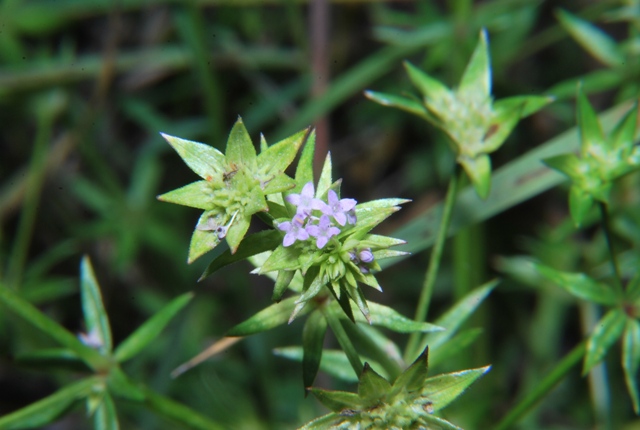 Sherardia arvensis